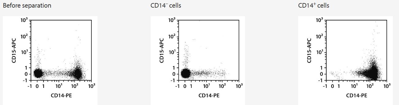 CD14+ cells were isolated from human PBMCs using CD14 MicroBeads UltraPure, an MS Column, and a MiniMACS Separator. Cells were fluorescently stained with CD14-PE and CD15-APC and analyzed by flow cytometry using the MACSQuant Analyzer. Cell debris and dead cells were excluded from the analysis based on scatter signals and propidium iodide fluorescence.